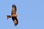 Black kite. Ventral view of adult in flight, looking down. Darwin, Northern Territory, Australia, July 2012. Image © Dick Porter by Dick Porter.