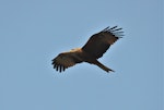 Black kite. Ventral view of bird in flight. Pontigny, France, March 2016. Image © Cyril Vathelet by Cyril Vathelet.