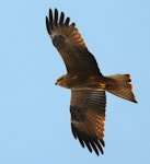 Black kite. Ventral view of bird in flight, looking down. Venouse, France, April 2016. Image © Cyril Vathelet by Cyril Vathelet.