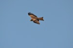 Black kite. Dorsal side view of bird in flight. Bas Rebourseaux, France, March 2016. Image © Cyril Vathelet by Cyril Vathelet.