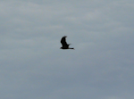 Black kite. Side flight silhouette. Renwick, January 2013. Image © Alan Tennyson by Alan Tennyson.