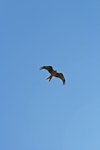 Black kite. Ventral view of adult in flight showing bent wing tips. Cairns, Queensland, Australia, August 2010. Image © Andrew Thomas by Andrew Thomas.