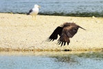 Black kite. Side view of adult taking flight. Bas-rebourseaux, France, July 2016. Image © Cyril Vathelet by Cyril Vathelet.