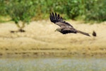 Black kite. Side view of adult in flight. Bas-rebourseaux, France, July 2016. Image © Cyril Vathelet by Cyril Vathelet.