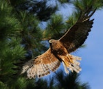 Swamp harrier | Kāhu. Adult in flight. Wanganui, February 2011. Image © Ormond Torr by Ormond Torr.