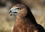 Swamp harrier | Kāhu. Adult in captivity. Bird Rescue Wanganui, May 2012. Image © Ormond Torr by Ormond Torr.