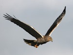 Swamp harrier | Kāhu. Adult in flight. Wanganui, November 2007. Image © Ormond Torr by Ormond Torr.