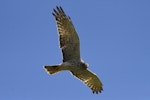 Swamp harrier | Kāhu. Adult flying. Waitangi, January 2013. Image © Brian Anderson by Brian Anderson.