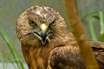 Swamp harrier | Kāhu. Close up of face, injured bird in rehabilitation. Whangarei, March 2014. Image © Les Feasey by Les Feasey.