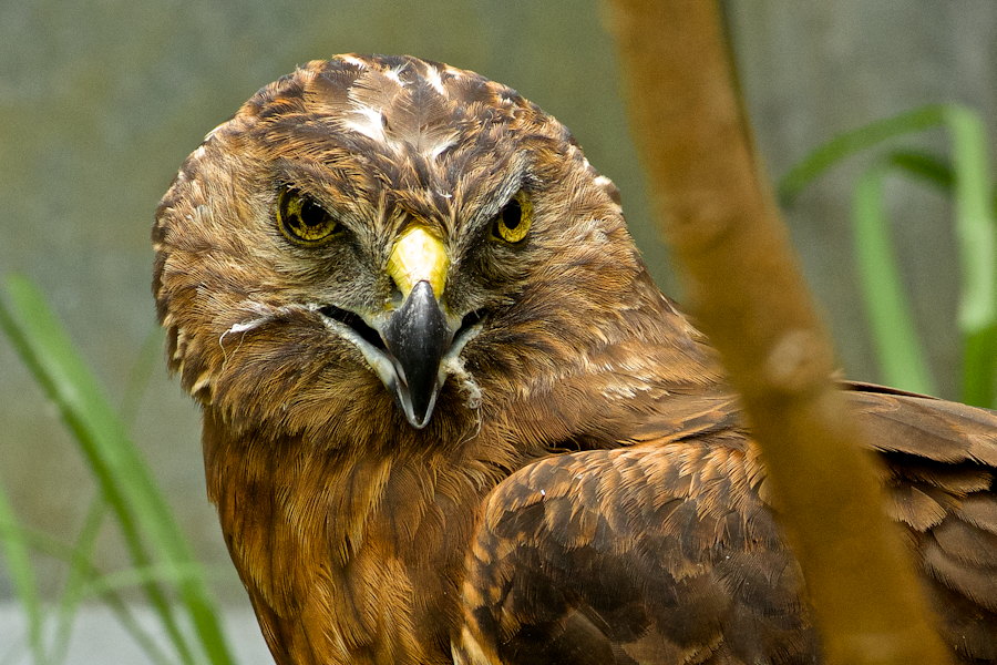 Swamp harrier | Kāhu. Close up of face, injured bird in rehabilitation. Whangarei, March 2014. Image © Les Feasey by Les Feasey.