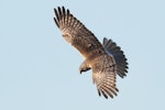 Swamp harrier | Kāhu. In flight, dorsal view. Tasman district, September 2017. Image © Rob Lynch by Rob Lynch.