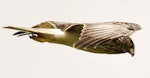 Swamp harrier | Kāhu. Pale adult male in flight. Sandy Bay, Whangarei, December 2013. Image © Malcolm Pullman by Malcolm Pullman.