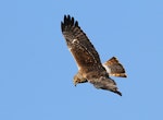 Swamp harrier | Kāhu. Adult in flight, dorsal. Wanganui, August 2014. Image © Ormond Torr by Ormond Torr.