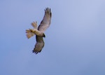 Swamp harrier | Kāhu. Pale adult male. Wairio wetlands, Lake Wairarapa, January 2021. Image © Marc Daalder by Marc Daalder.