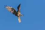 Swamp harrier | Kāhu. Old adult, fending off spur-winged plover while hunting. Foxton Beach, May 2017. Image © Imogen Warren by Imogen Warren.