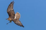 Swamp harrier | Kāhu. Old adult hunting. Foxton Beach, May 2017. Image © Imogen Warren by Imogen Warren.