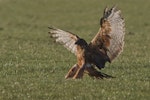 Swamp harrier | Kāhu. Adult landing. Southland, June 2012. Image © Glenda Rees by Glenda Rees.