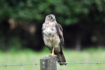 Swamp harrier | Kāhu. Adult. Clevedon, Auckland, February 2010. Image © Cheryl Marriner by Cheryl Marriner.