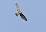 Swamp harrier | Kāhu. Adult carrying prey. Mission Heights, Auckland, November 2016. Image © Marie-Louise Myburgh by Marie-Louise Myburgh.