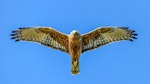 Swamp harrier | Kāhu. Adult in flight. Wairau Lagoons, January 2020. Image © Derek Templeton by Derek Templeton.