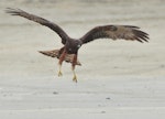 Swamp harrier | Kāhu. Juvenile landing. Ninety Mile Beach, Far North, April 2010. Image © Suzi Phillips by Suzi Phillips.