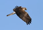 Swamp harrier | Kāhu. Adult in flight. Wanganui, October 2010. Image © Ormond Torr by Ormond Torr.