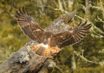 Swamp harrier | Kāhu. Adult alighting, dorsal view. Wanganui, July 2012. Image © Ormond Torr by Ormond Torr.