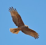 Swamp harrier | Kāhu. Adult. Waikanae River estuary, December 2015. Image © Imogen Warren by Imogen Warren.