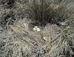 Swamp harrier | Kāhu. Nest with 4 eggs. Lake Tekapo, November 1982. Image © Department of Conservation (image ref: 10028797) by Rod Morris, Department of Conservation.