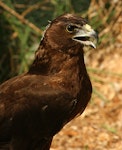 Swamp harrier | Kāhu. Immature (in captivity). Bird Rescue Wanganui, March 2010. Image © Ormond Torr by Ormond Torr.