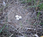 Swamp harrier | Kāhu. Nest with 3 eggs. Parsons covenanted wetland, Wairau, Marlborough, November 2011. Image © Will Parsons by Will Parsons.