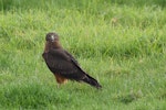 Swamp harrier | Kāhu. Juvenile at prey (concealed in the long grass). Whitford, Auckland, June 2016. Image © Marie-Louise Myburgh by Marie-Louise Myburgh.