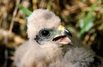 Swamp harrier | Kāhu. Chick. Whangaehu River estuary, February 1996. Image © Ormond Torr by Ormond Torr.