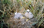 Swamp harrier | Kāhu. Chicks in nest. Whangaehu River estuary, February 1996. Image © Ormond Torr by Ormond Torr.