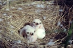 Swamp harrier | Kāhu. Two chicks (2 days-old) and egg in nest. Lake Tekapo, November 1982. Image © Department of Conservation (image ref: 10046985) by Rod Morris, Department of Conservation.