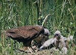 Swamp harrier | Kāhu. Adult feeding chicks at nest. Motukarara, Canterbury. Image © Department of Conservation (image ref: 10037548) by Peter morrison, Department of Conservation.