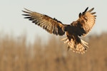 Swamp harrier | Kāhu. Preparing to land. Southland, June 2012. Image © Glenda Rees by Glenda Rees.