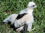 Swamp harrier | Kāhu. Nestling. Bird Rescue Wanganui, January 1994. Image © Ormond Torr by Ormond Torr.