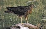 Swamp harrier | Kāhu. Adult feeding on dead mallard. May 1995. Image © Peter Reese by Peter Reese.