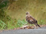 Swamp harrier | Kāhu. Adult at road-killed hare. Whitford area, near Auckland, February 2016. Image © Marie-Louise Myburgh by Marie-Louise Myburgh.