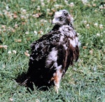 Swamp harrier | Kāhu. Nestling close to fledging. Bird Rescue Wanganui, January 1994. Image © Ormond Torr by Ormond Torr.