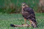 Swamp harrier | Kāhu. Adult, feeding on stoat carcass. Bay of Islands, March 2017. Image © Paul Shaw by Paul Shaw.