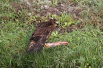 Swamp harrier | Kāhu. Juvenile mantling rabbit carcass. Haumoana, Hawke's Bay, May 2015. Image © Adam Clarke by Adam Clarke.