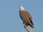 White-bellied sea eagle. Adult perched. Fogg Dam, Northern Territory, August 2018. Image © Glenn Pure 2018 birdlifephotography.org.au by Glenn Pure.