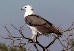 White-bellied sea eagle. Adult. Northern Territory, Australia, July 2012. Image © Dick Porter by Dick Porter.