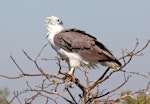 White-bellied sea eagle. Adult. Northern Territory, Australia, July 2012. Image © Dick Porter by Dick Porter.