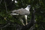 White-bellied sea eagle. Adult among mangroves. Port Douglas, Queensland, September 2106. Image © Roger Smith by Roger Smith.