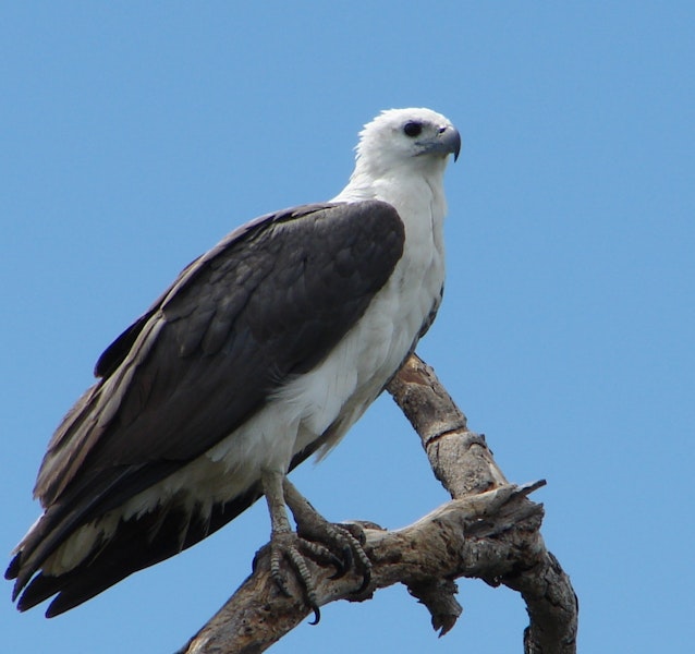 White-bellied sea eagle. Adult. Yellow Water billabong, Darwin, Australia, July 2009. Image © Rosemary Tully by Rosemary Tully.