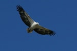 White-bellied sea eagle. Adult in flight. Kinka Beach, Queensland. Image © Noel Knight by Noel Knight.