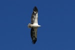 White-bellied sea eagle. Adult in flight. Kinka Beach, Queensland. Image © Noel Knight by Noel Knight.